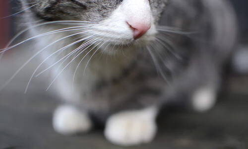 节奏大师姆巴佩引领全局,加拿大式压制破解牙买加风暴